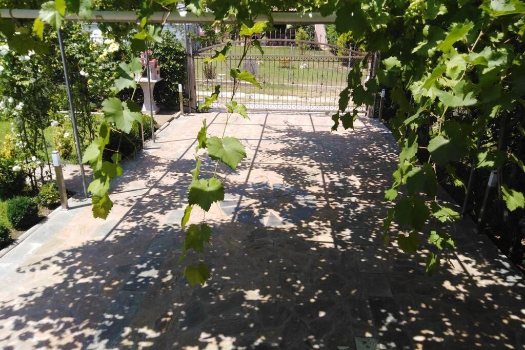 Villa Viktoria Halkidiki Nea Silata 외부 사진